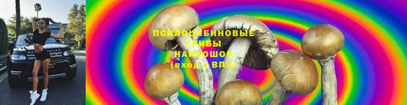 kraken зеркало  где можно купить   Снежногорск  Псилоцибиновые грибы Psilocybe 